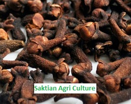 cloves from indonesia