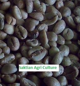 Coffee bean from Indonesia