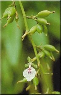 Cardamom flower