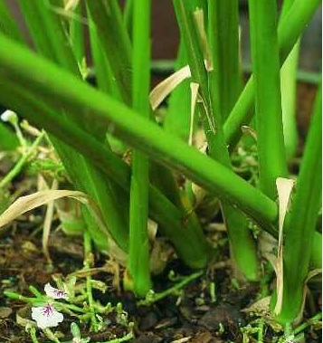 Cardamom trunk