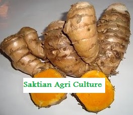 Curcuma from Indonesia